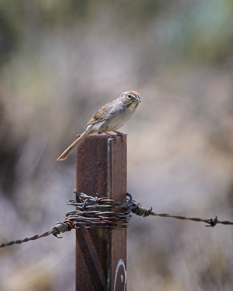 Rufous-crowned Sparrow - ML658147609