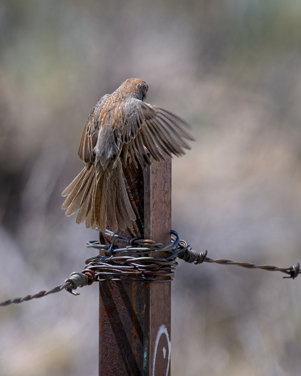 Rufous-crowned Sparrow - ML658147610