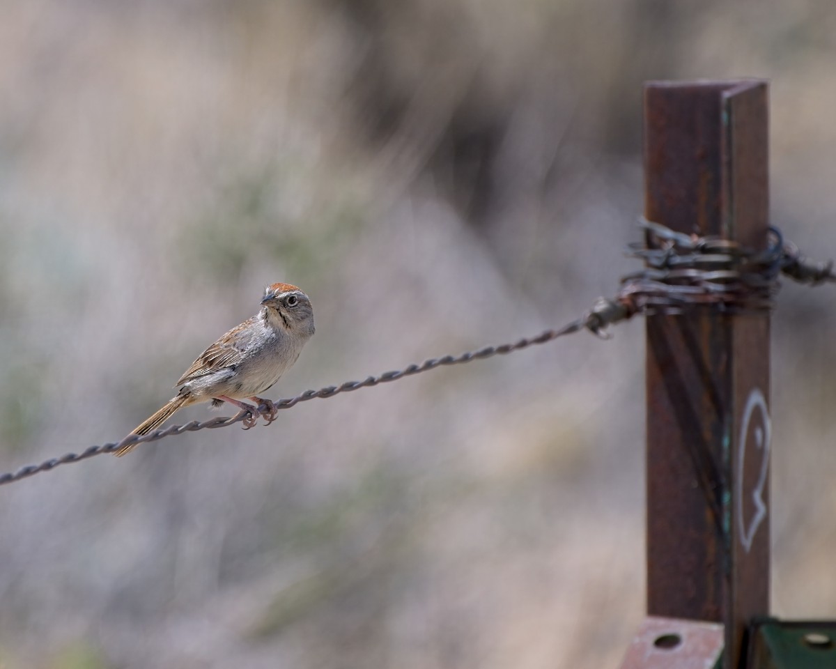Rufous-crowned Sparrow - ML658147611
