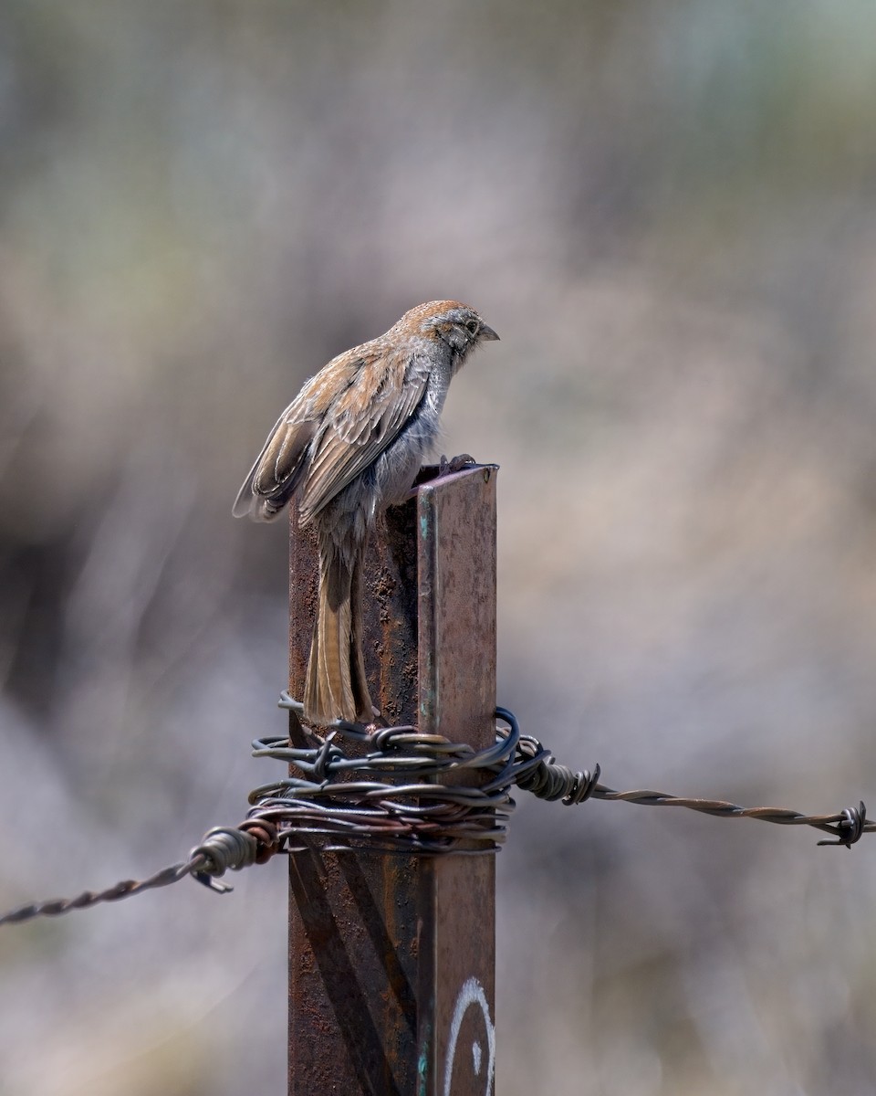 Rufous-crowned Sparrow - ML658147612