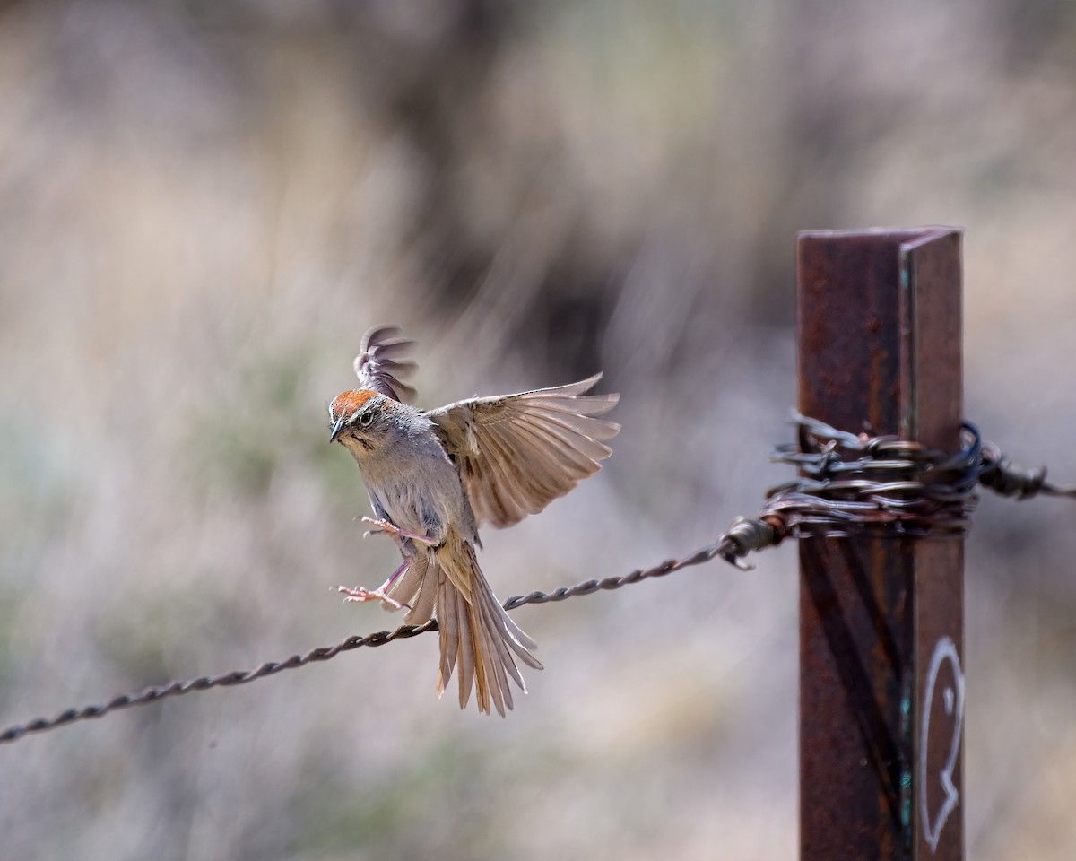 Rufous-crowned Sparrow - ML658147613