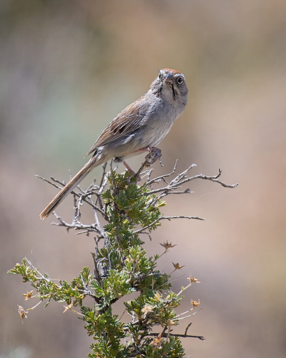 Rufous-crowned Sparrow - ML658147614