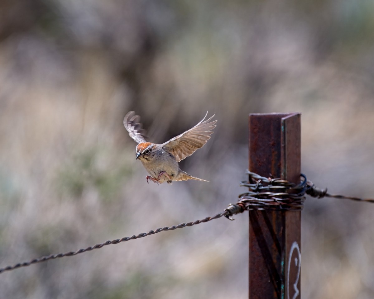 Rufous-crowned Sparrow - ML658147615