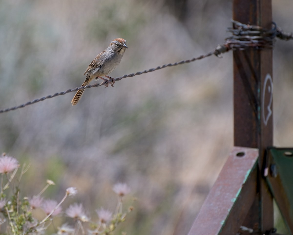 Rufous-crowned Sparrow - ML658147616