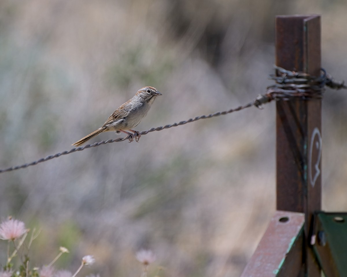 Rufous-crowned Sparrow - ML658147617