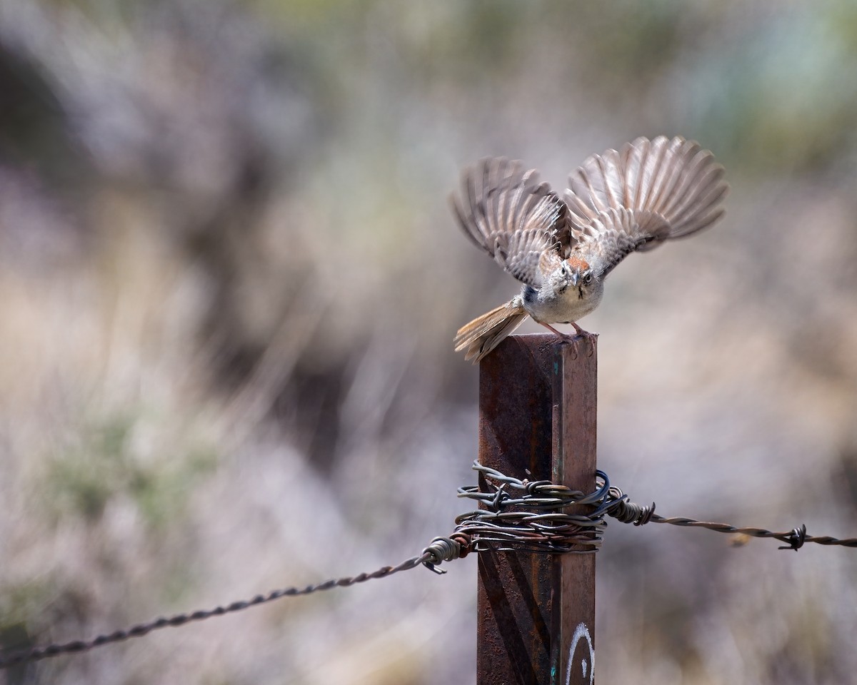 Rufous-crowned Sparrow - ML658147619