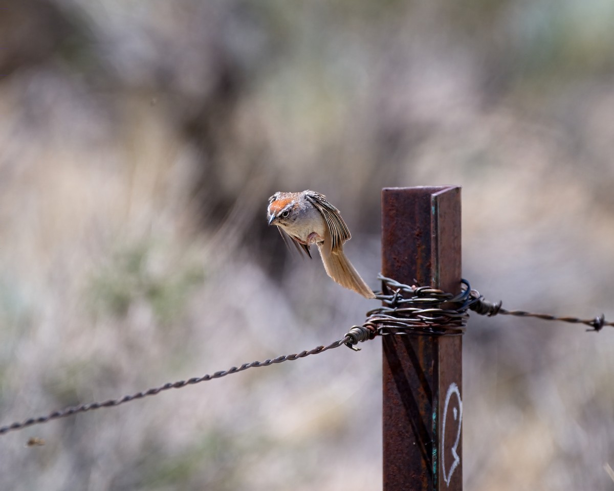 Rufous-crowned Sparrow - ML658147620