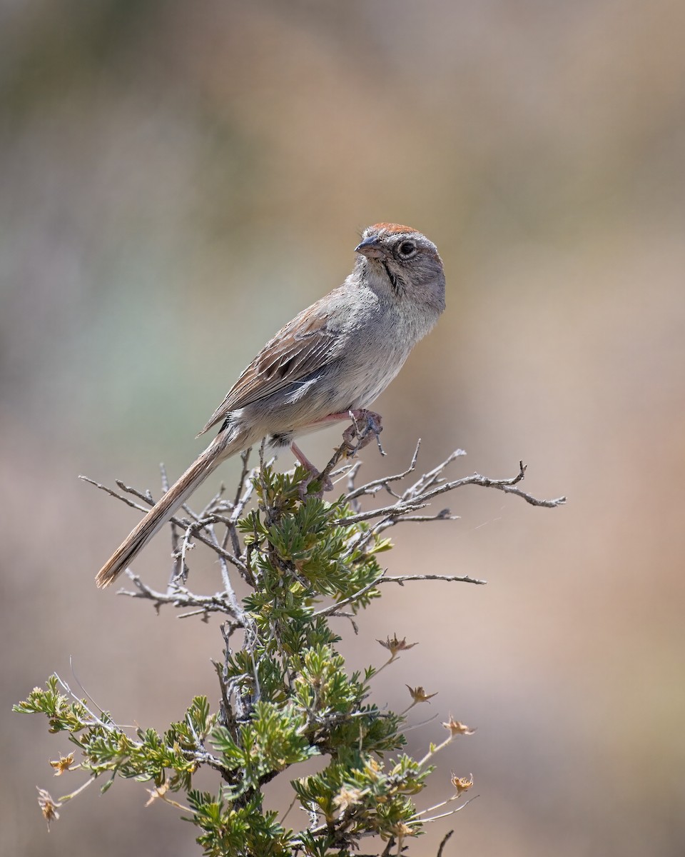 Rufous-crowned Sparrow - ML658147621
