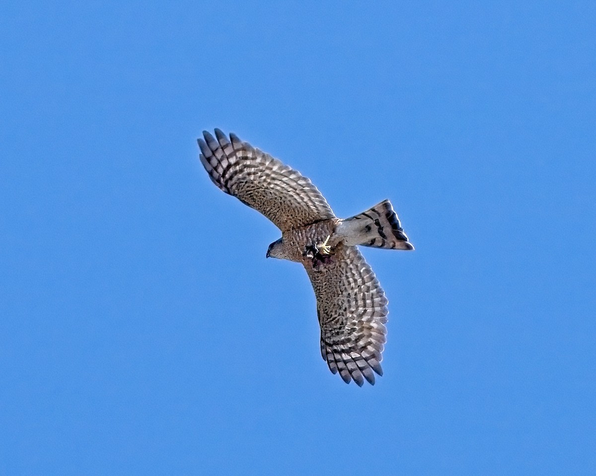 Sharp-shinned Hawk - ML658148318