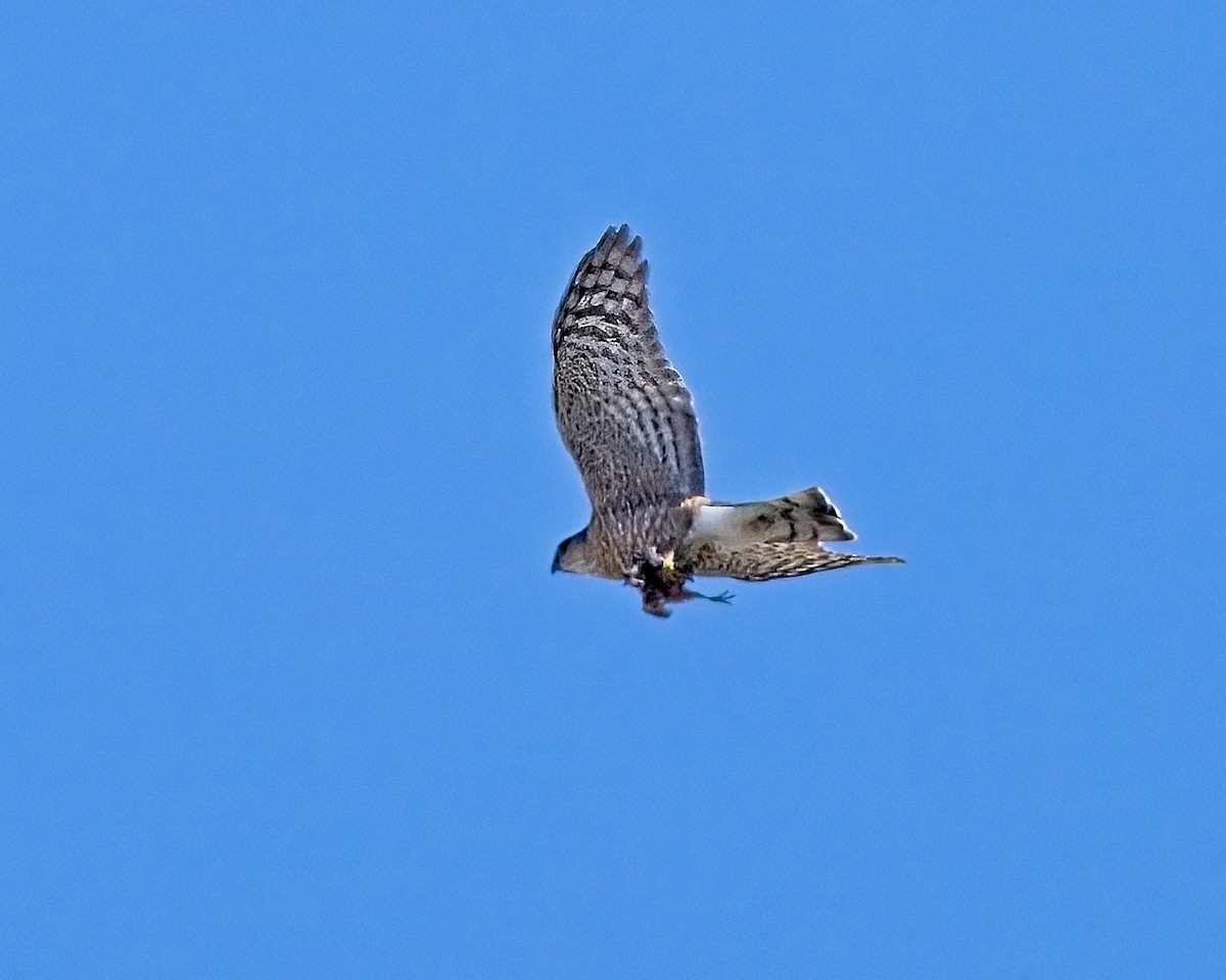 Sharp-shinned Hawk - ML658148319