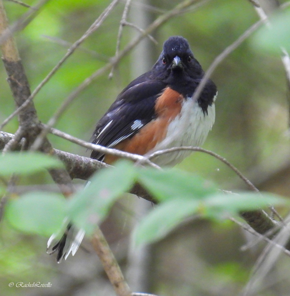 Eastern Towhee - ML658148485