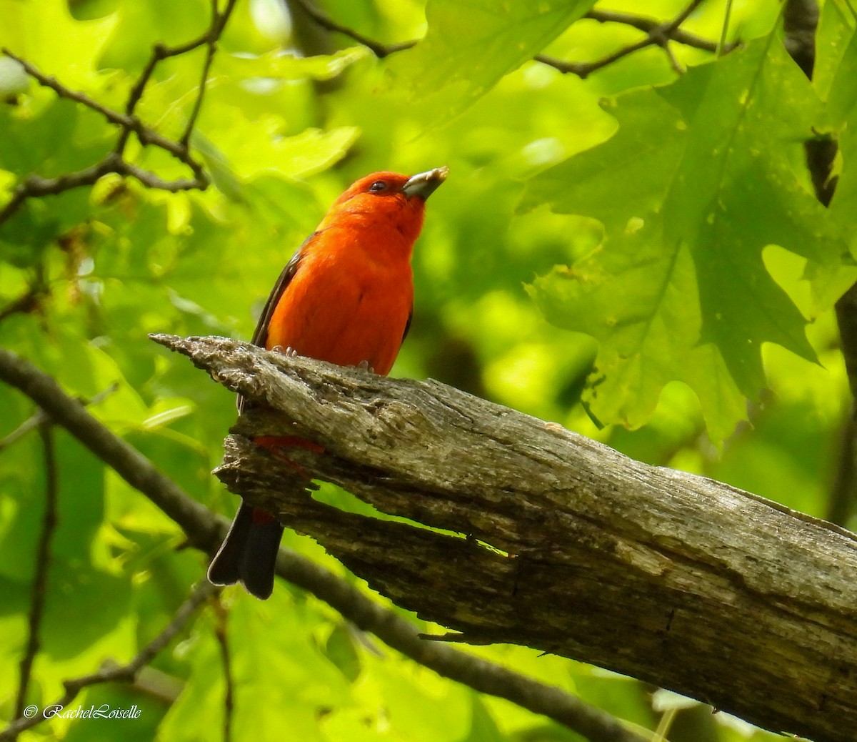 Scarlet Tanager - ML658148494