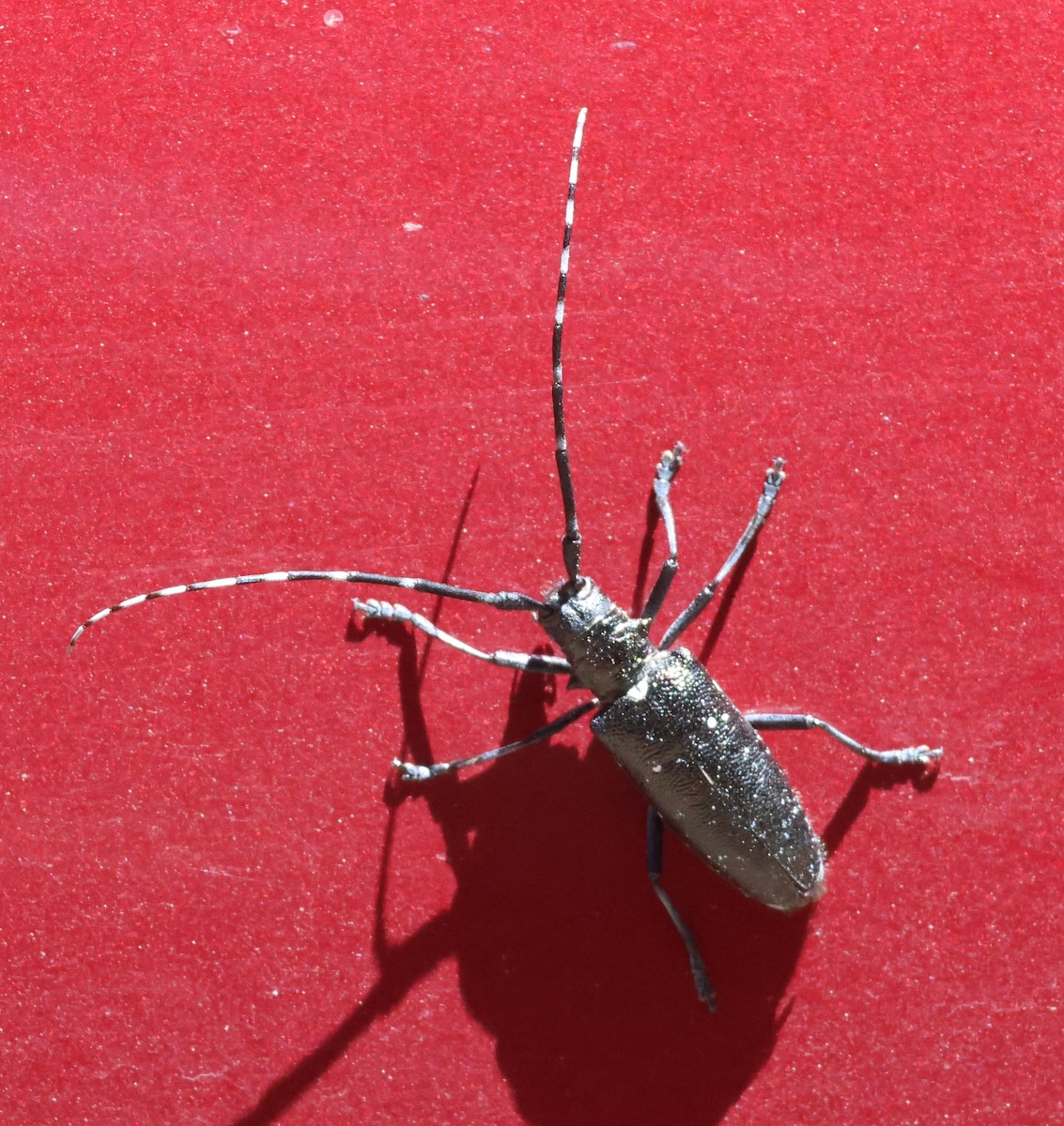 ML658148975 - Insects - Macaulay Library