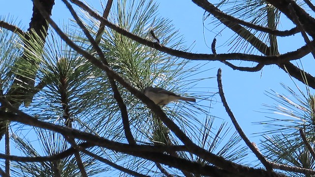 Gray Flycatcher - ML658150846