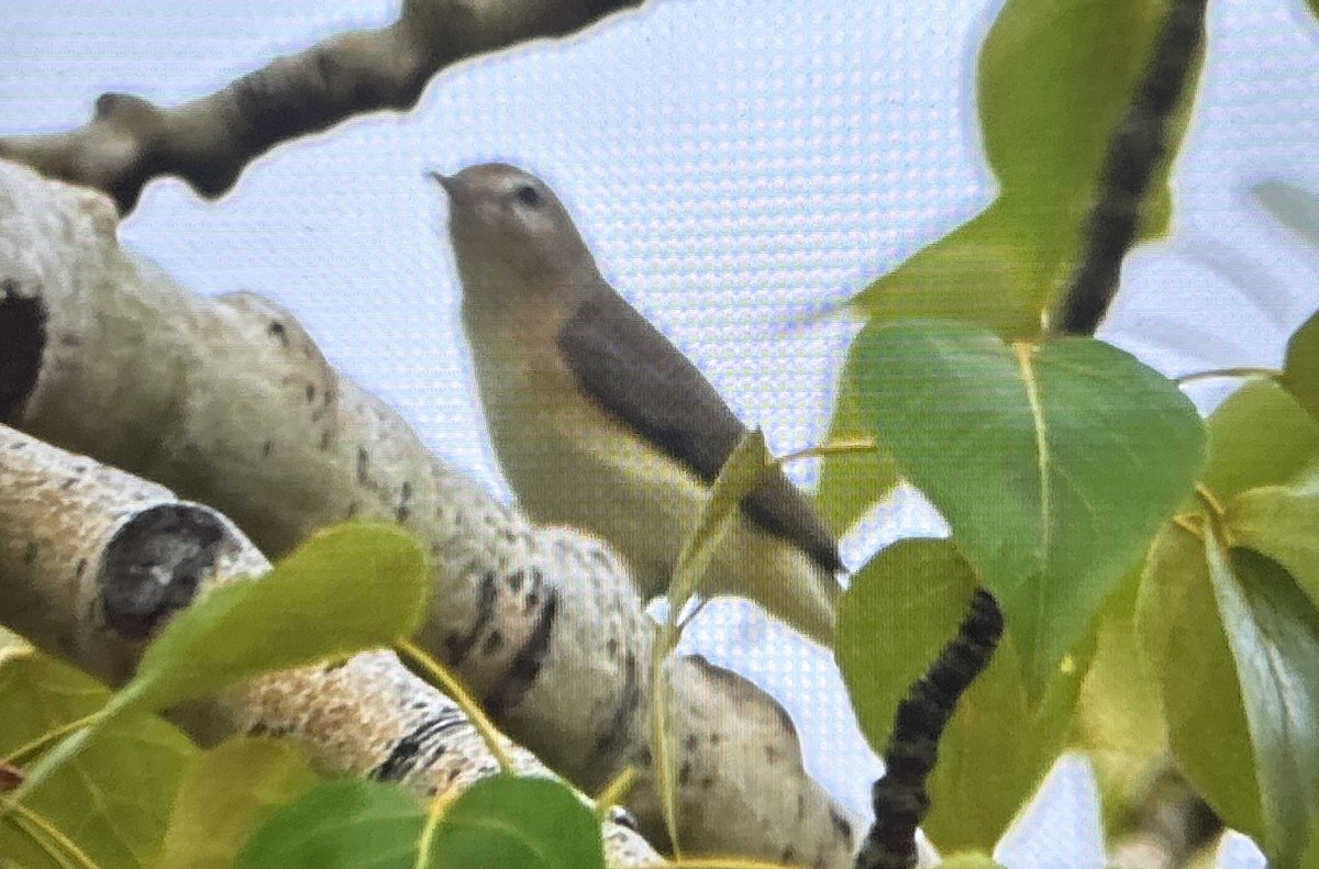 vireo sp. - ML658150890