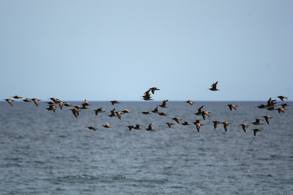 Hudsonian Whimbrel - ML658151579