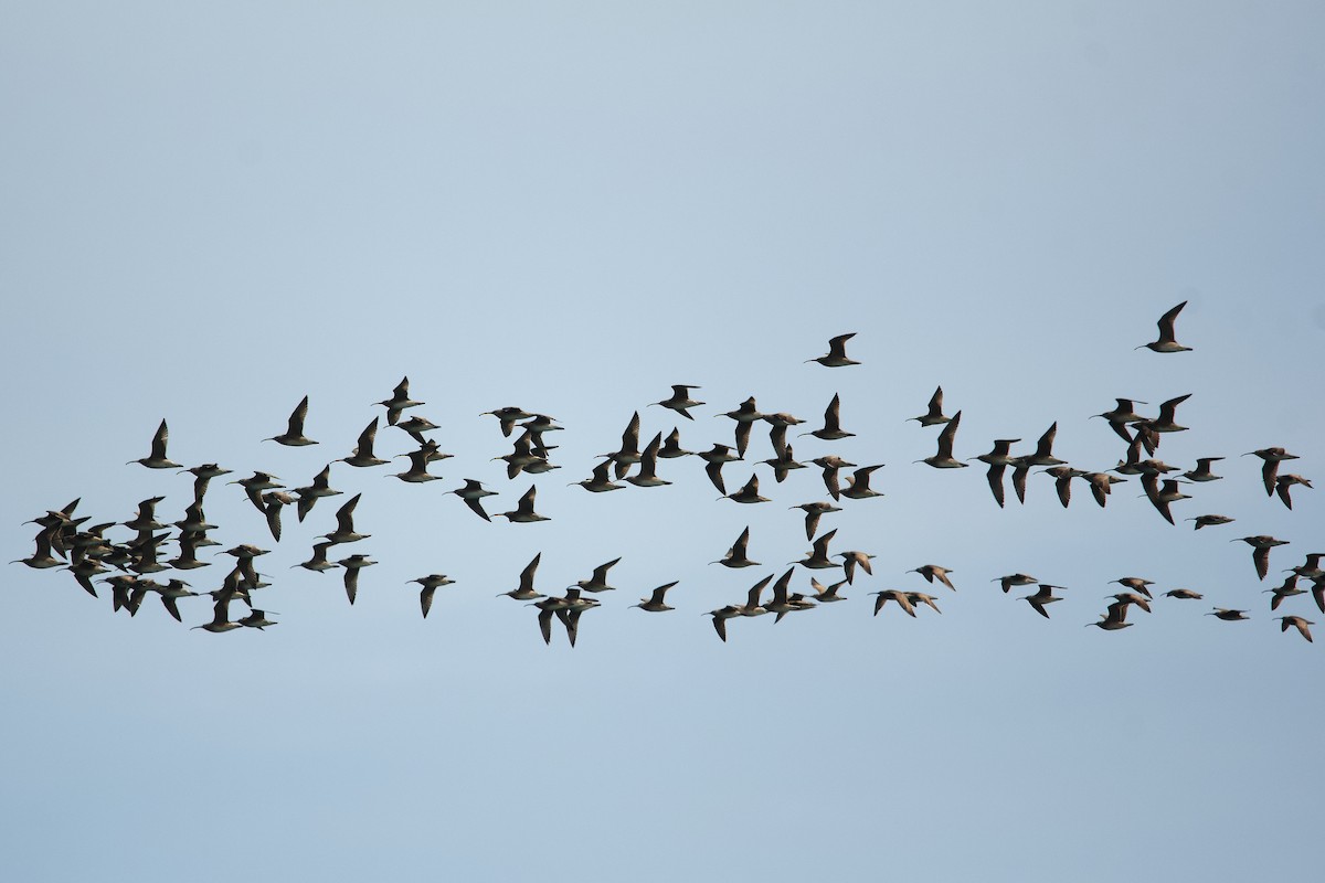 Hudsonian Whimbrel - ML658151582