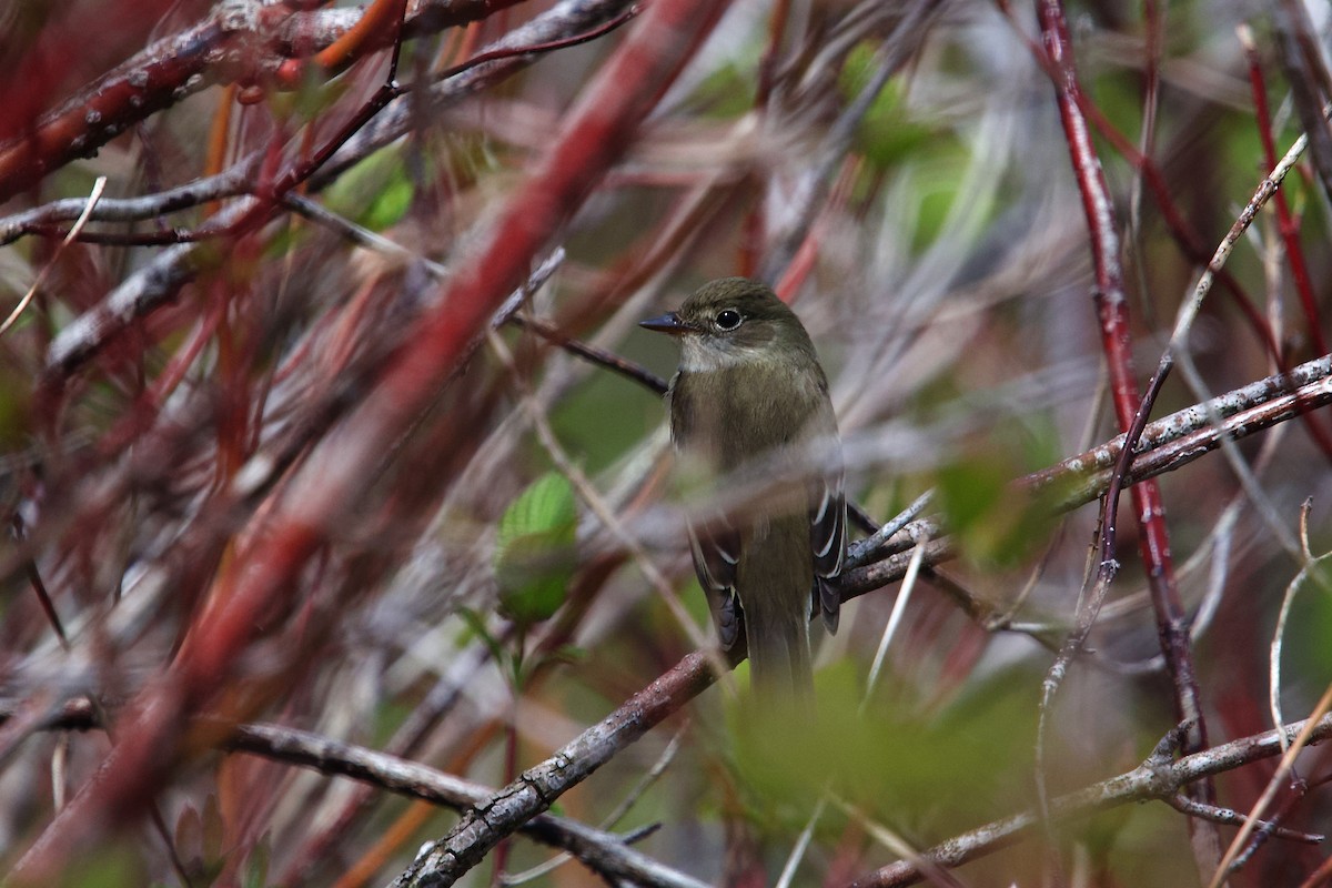 Alder Flycatcher - ML658152219