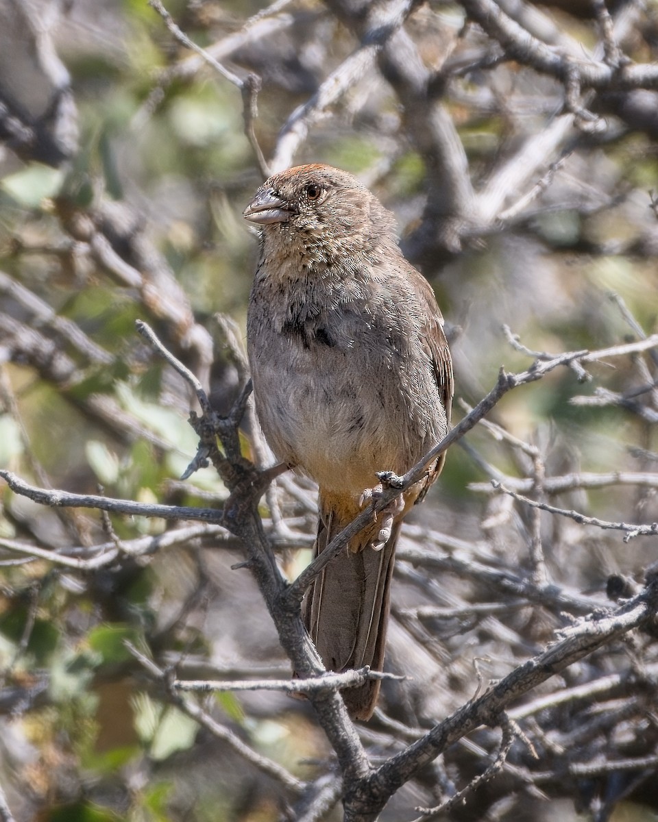 Canyon Towhee - ML658152334