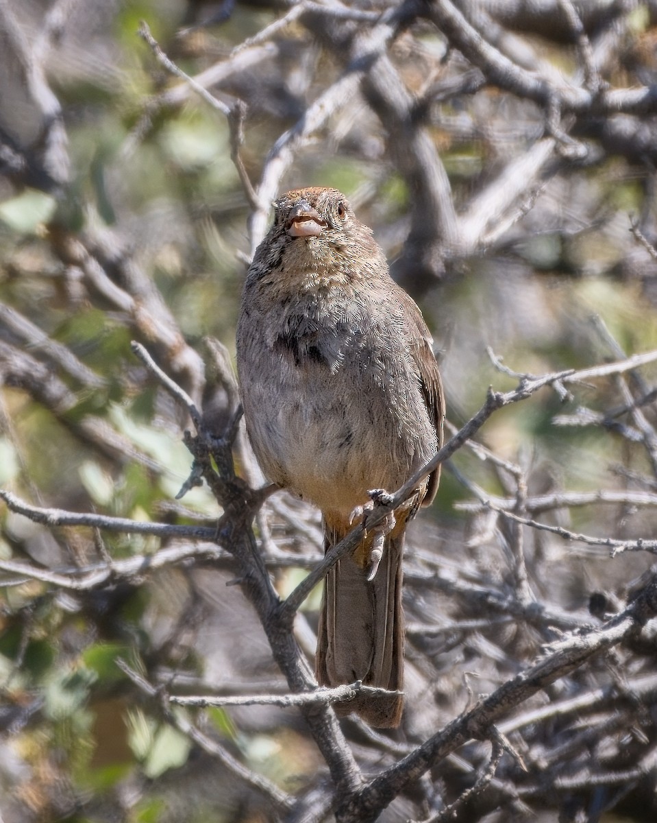 Canyon Towhee - ML658152364