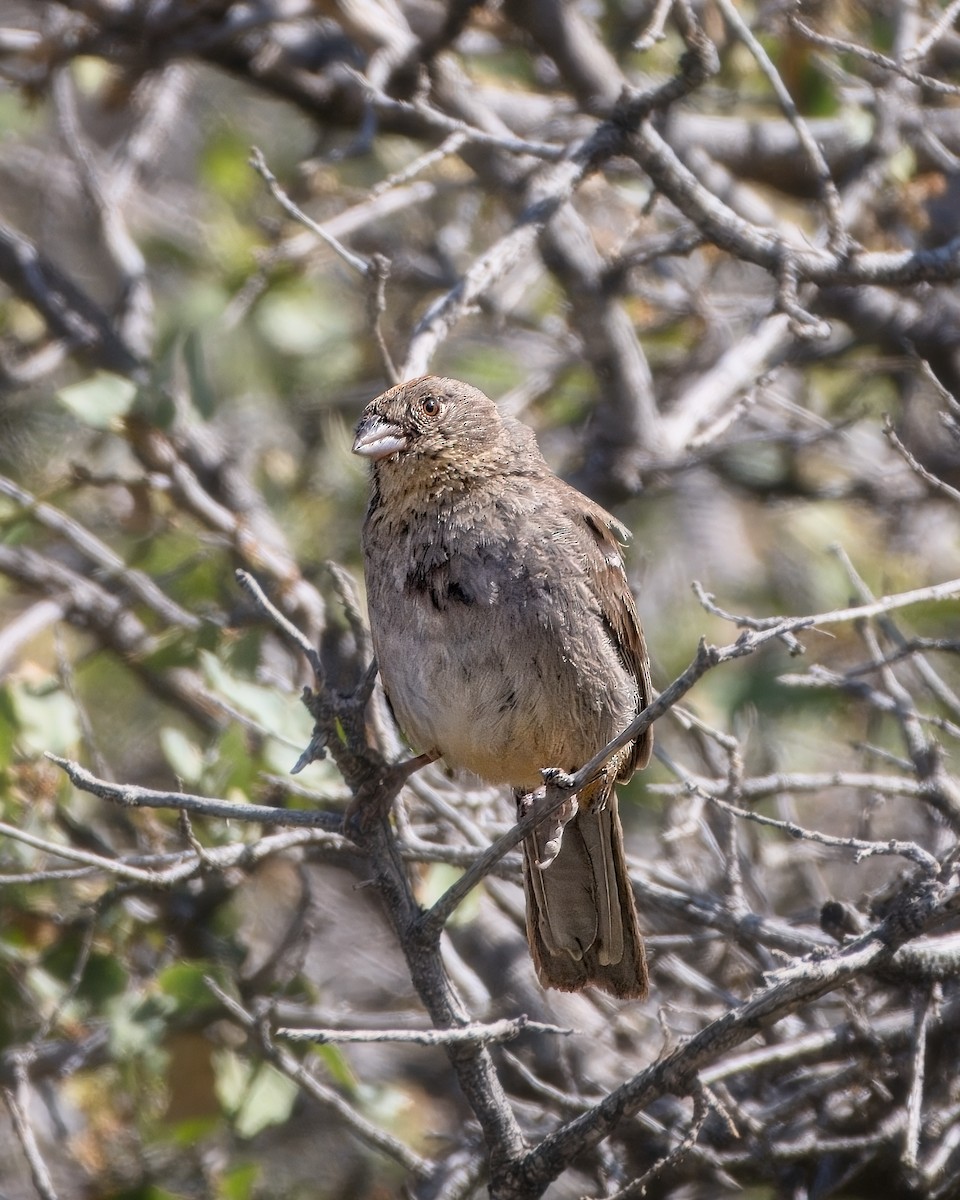 Canyon Towhee - ML658152365