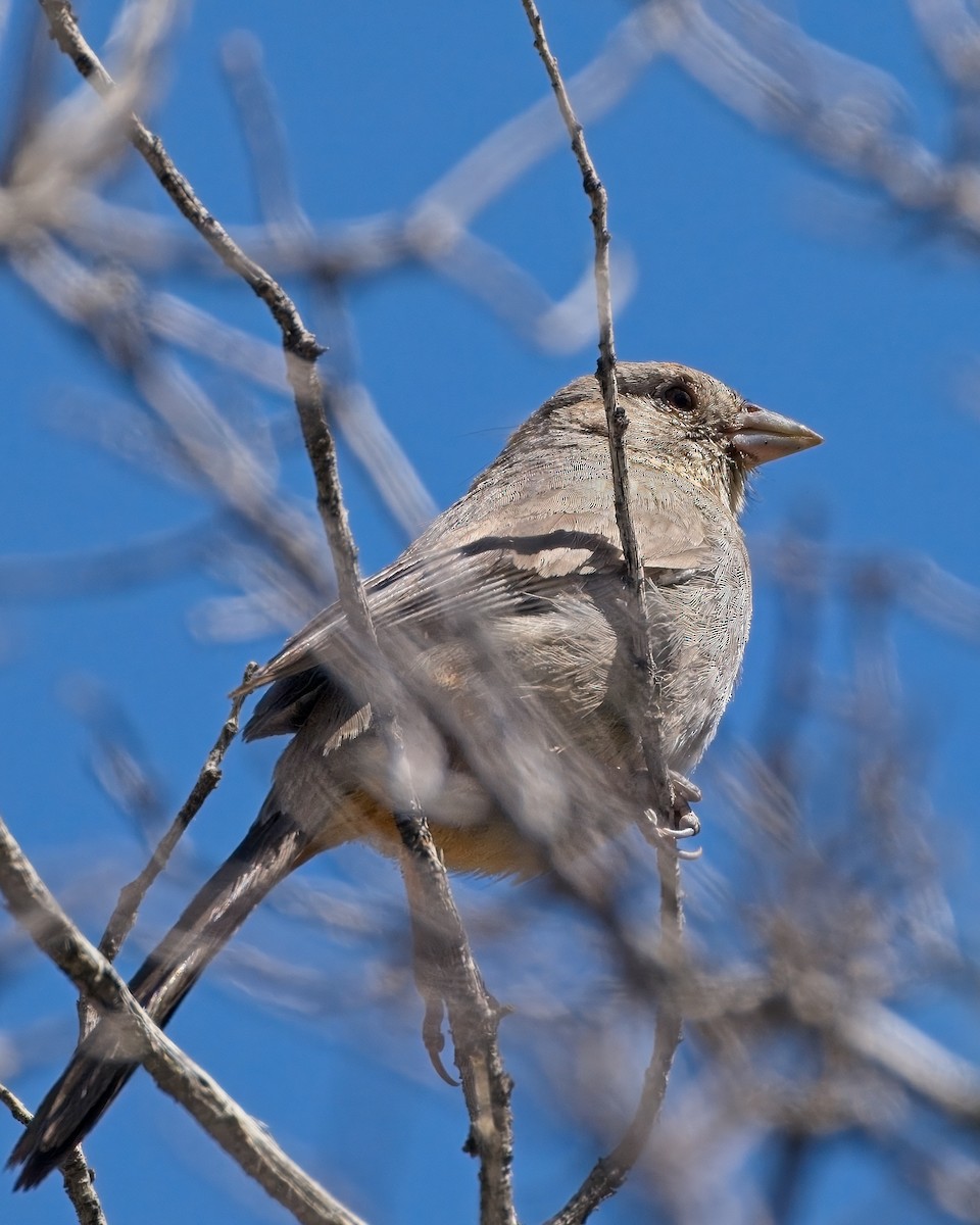 Canyon Towhee - ML658152366