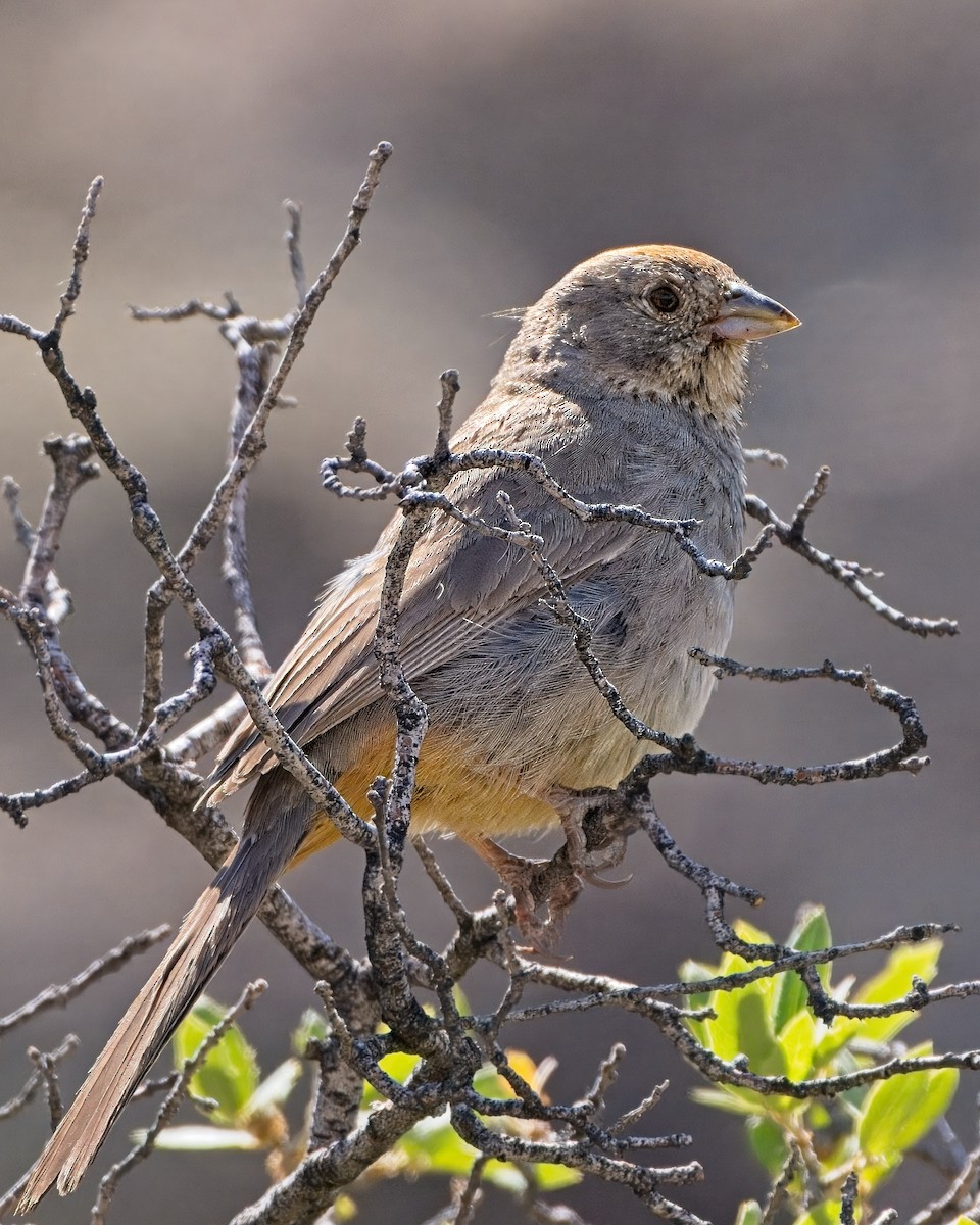 Canyon Towhee - ML658152368