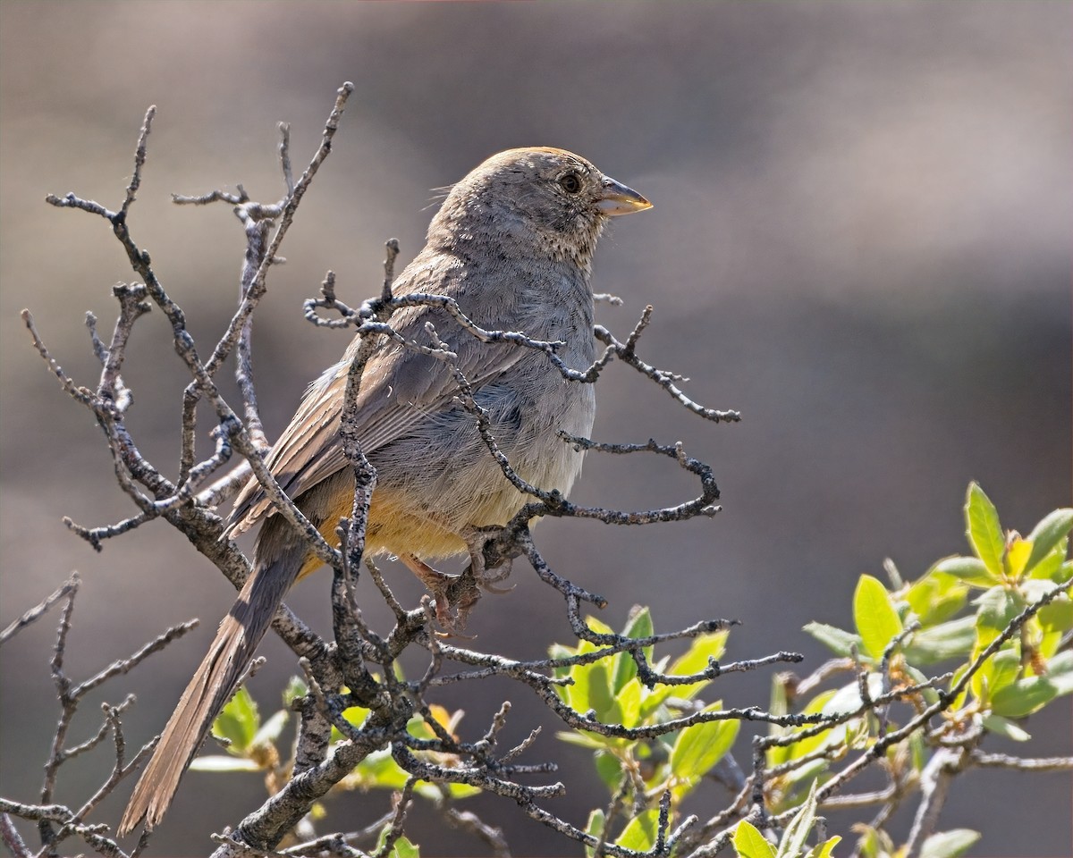 Canyon Towhee - ML658152369