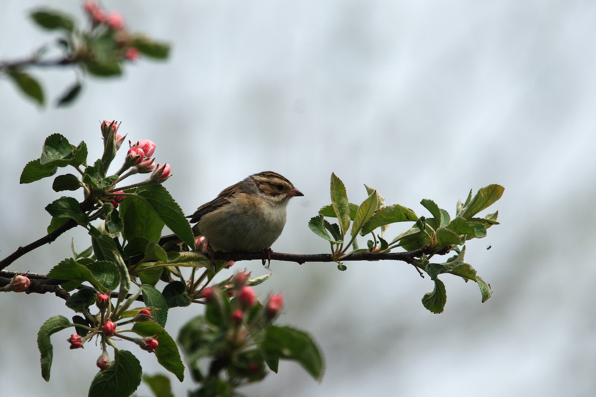 Clay-colored Sparrow - ML658152603