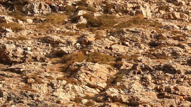 Tétraogalle de l'Himalaya - ML658152621