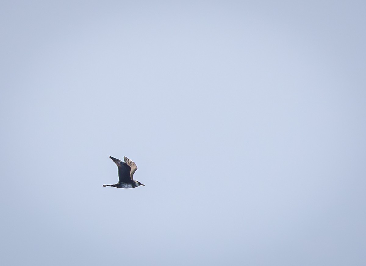 Págalo Pomarino - ML658154894