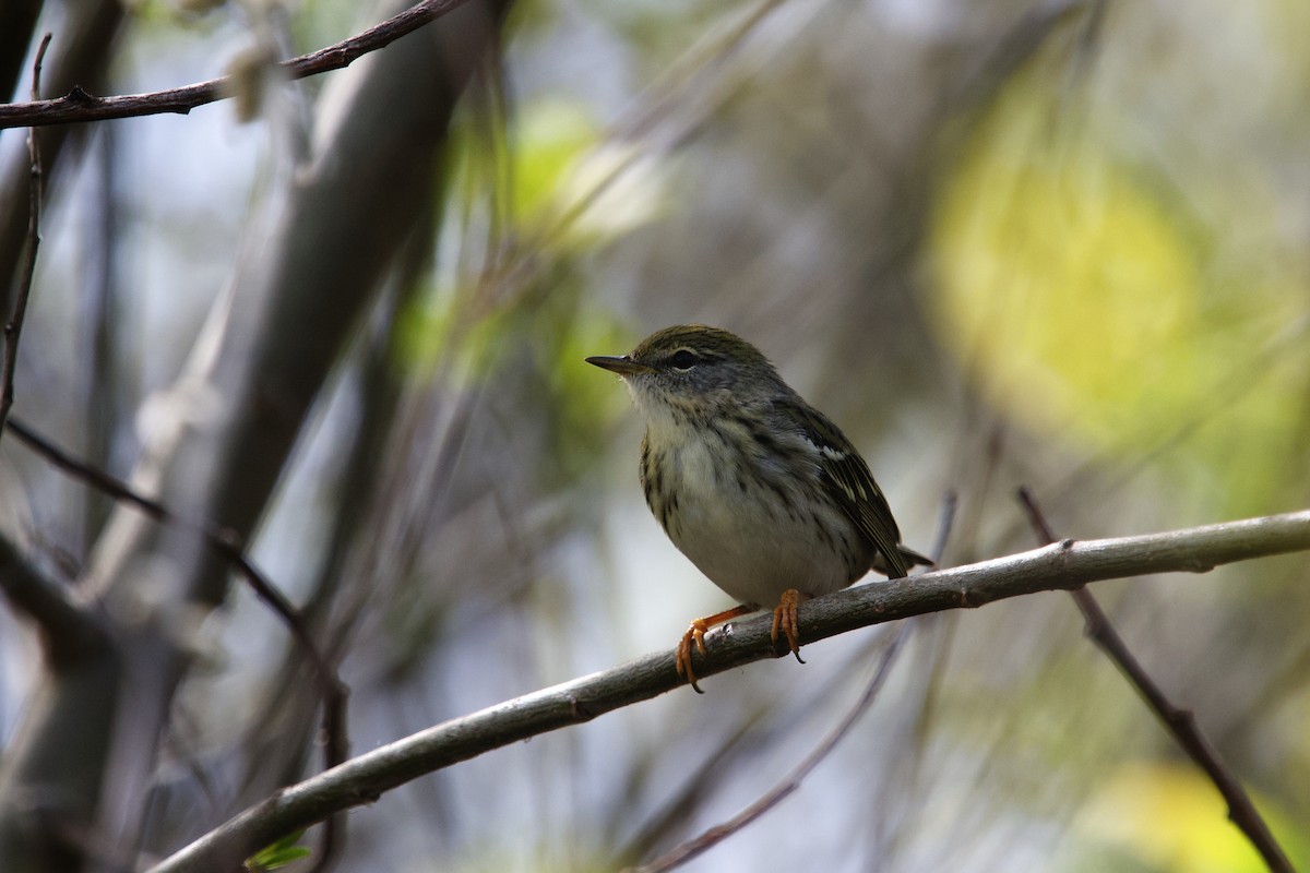 Blackpoll Warbler - ML658157011