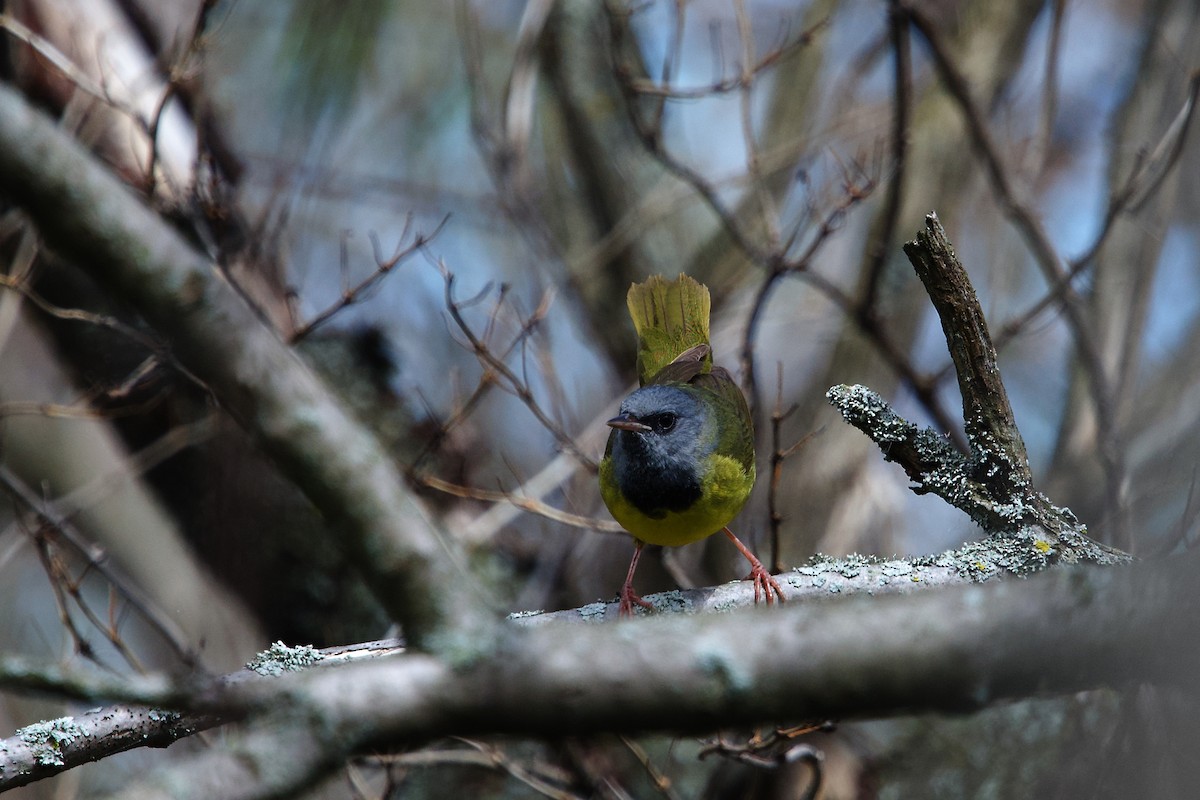 Mourning Warbler - ML658157256