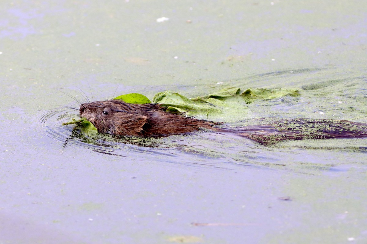 Muskrat - ML658158174