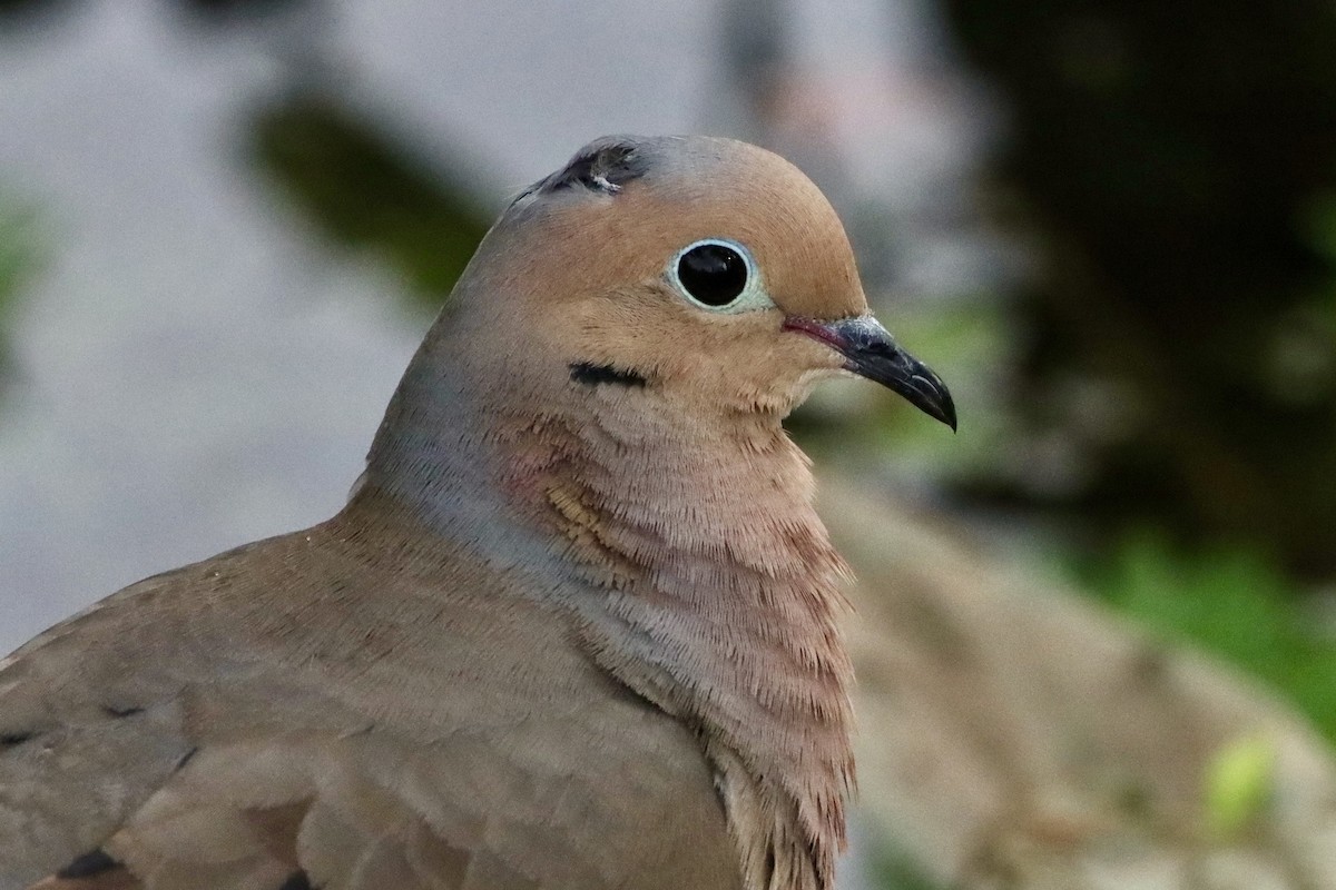 Mourning Dove - ML658158279