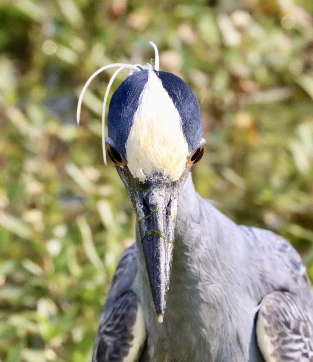 Yellow-crowned Night Heron - ML658158299