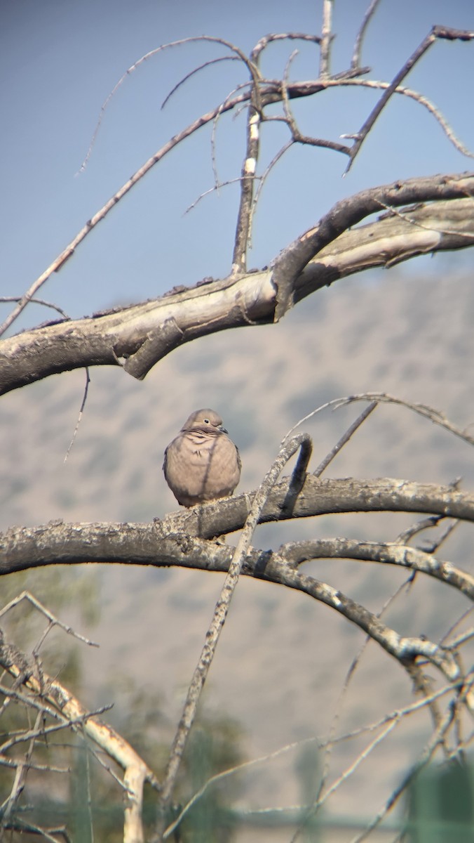 Eared Dove - ML658158300