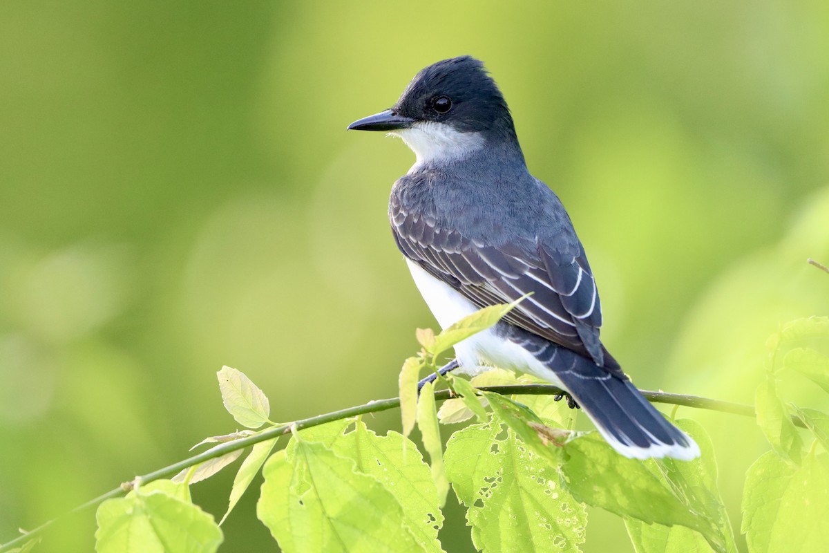 Eastern Kingbird - ML658158331