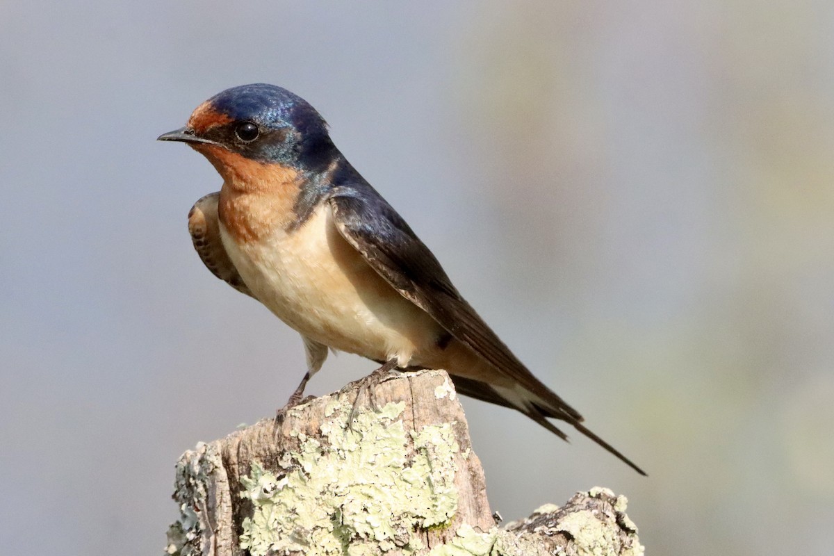Barn Swallow - ML658158354