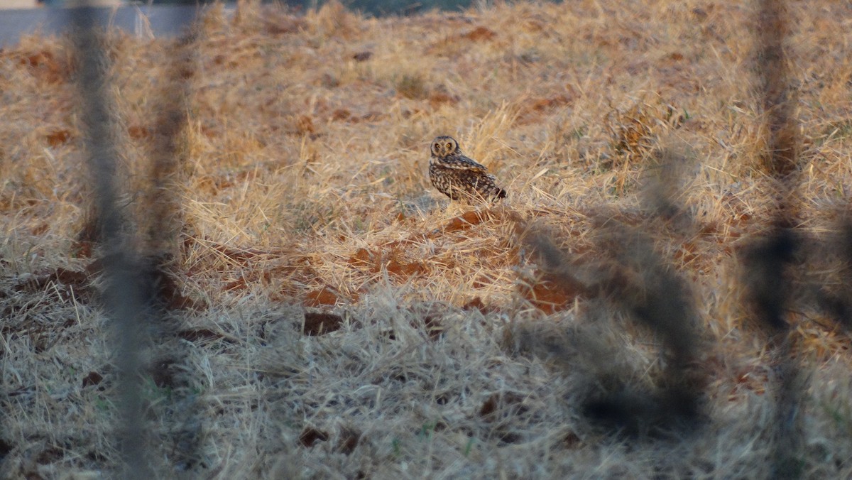 Short-eared Owl - ML65816201