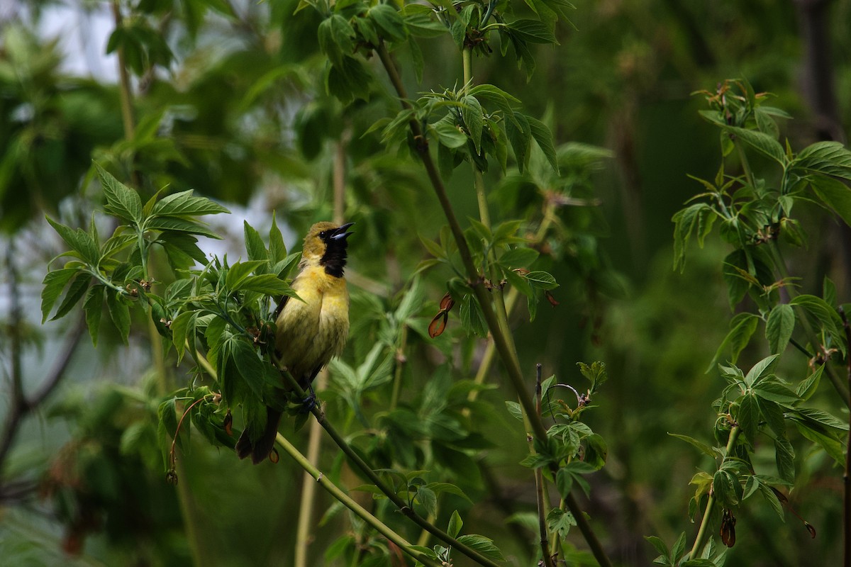 Orchard Oriole - ML658164619