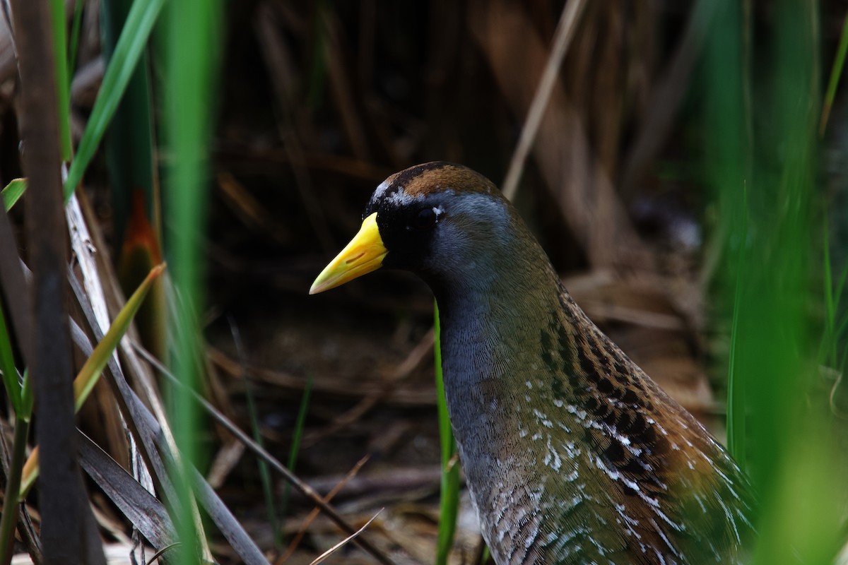 Sora - ML658164751