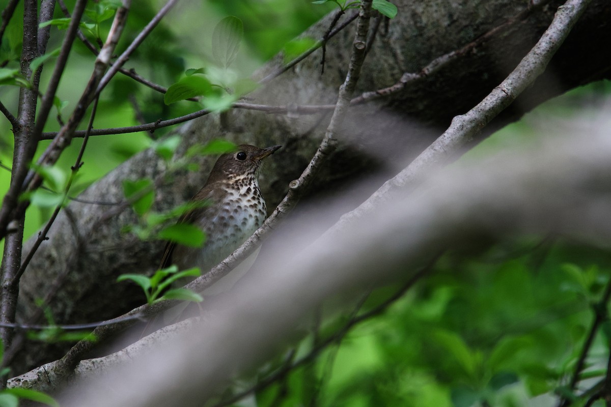 Gray-cheeked Thrush - ML658164978