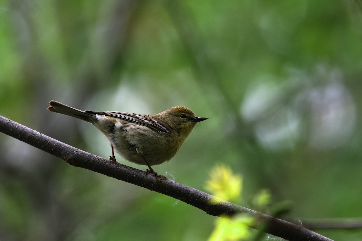 Pine Warbler - ML658165370