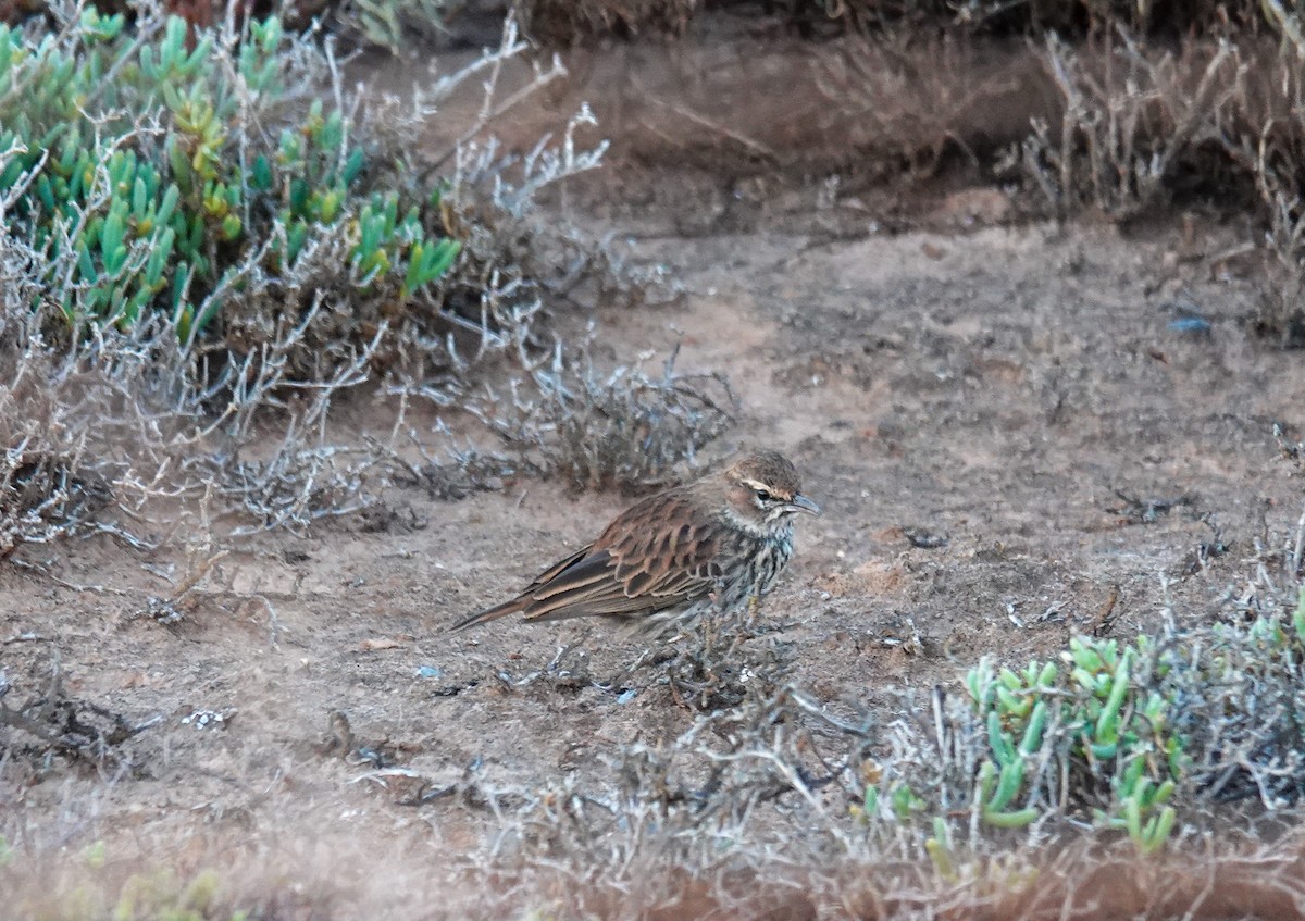 Karoo Lark - ML658169899