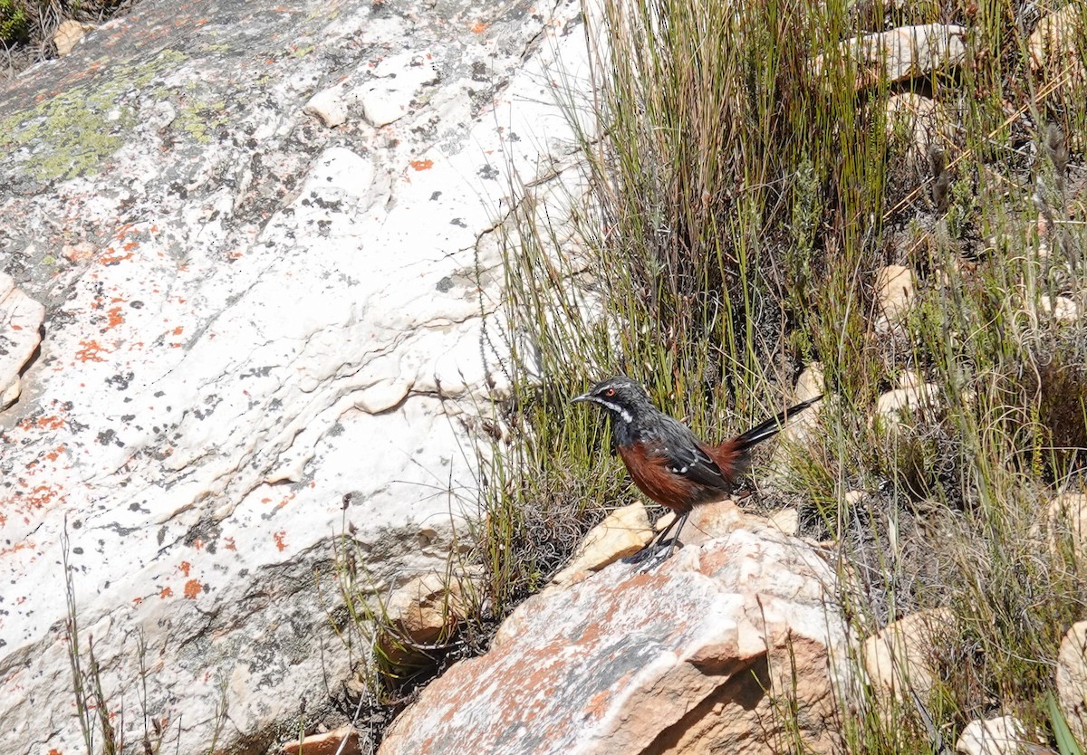 Cape Rockjumper - ML658170298