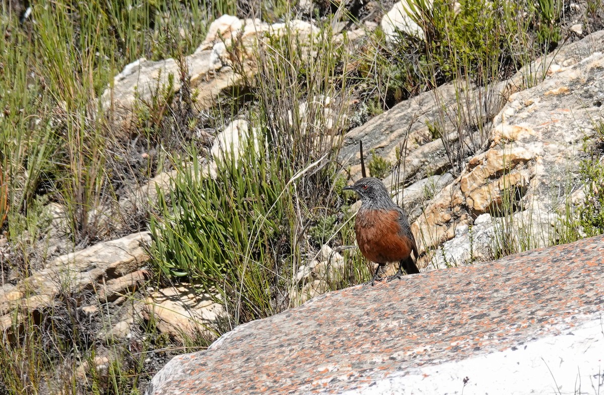 Cape Rockjumper - ML658170315