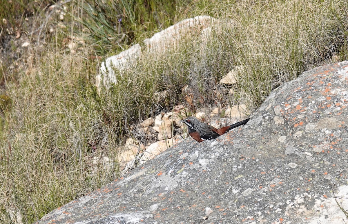 Cape Rockjumper - ML658170321