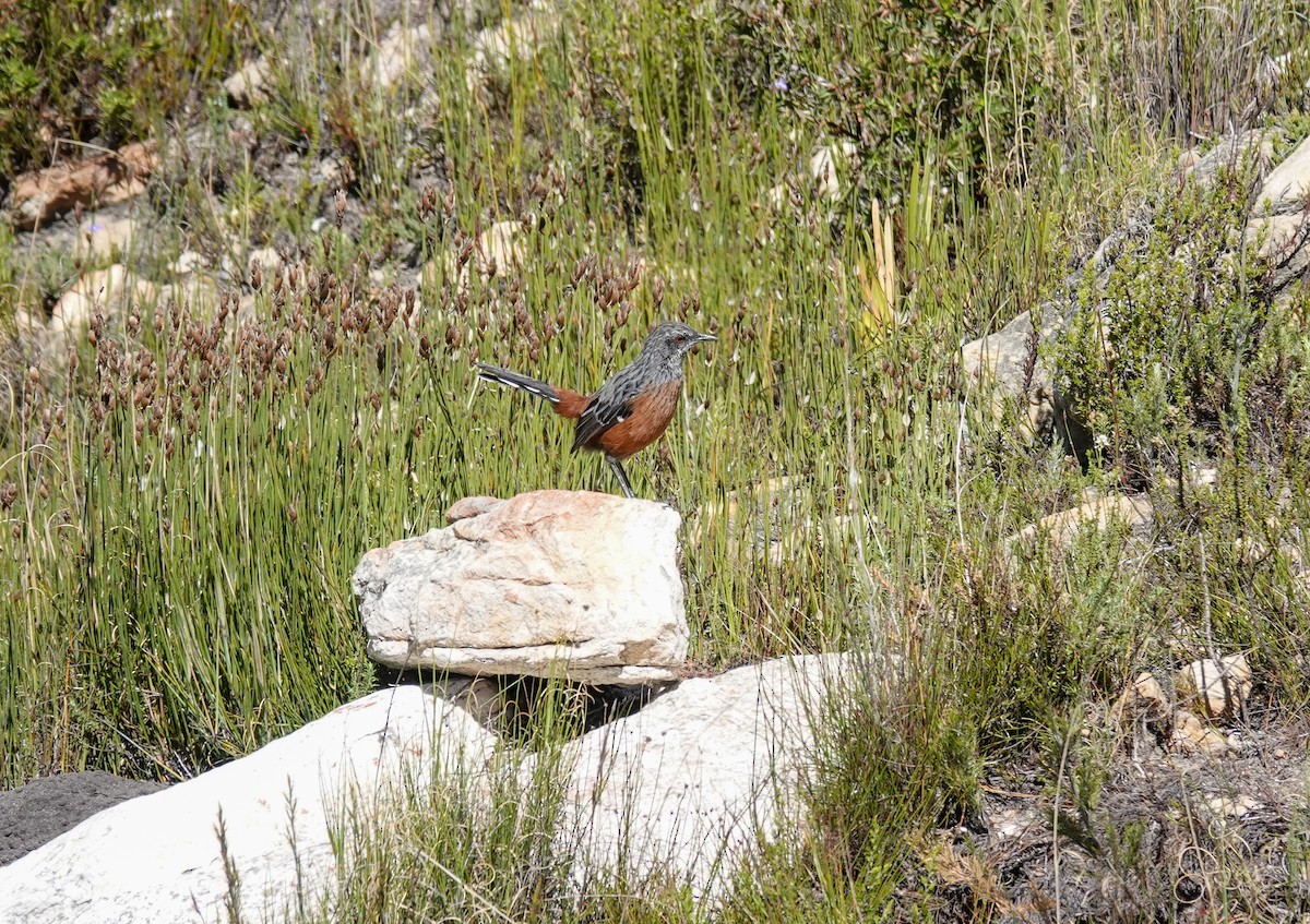 Cape Rockjumper - ML658170780