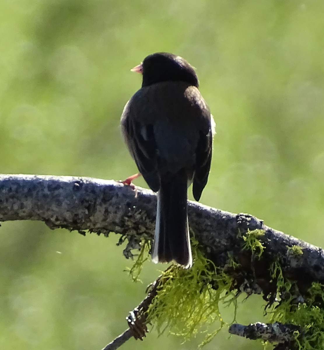 Junco ardoisé - ML658172096